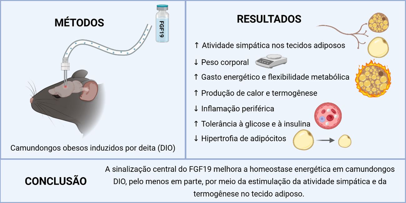 Ilustração mostrando a aplicação do FGF19 em camundongos, os resultados da administração do hormônio e a conclusão do estudo, que demonstra a melhora da homeostase energética.