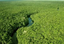 Terras protegidas na Amazônia guardam vida e memória Terras protegidas na Amazônia