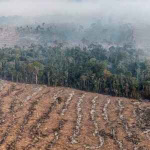 STF Autoriza Desapropriação por Crime Ambiental: Entenda os Impactos Jurídicos STF autoriza desapropriação de terras com desmatamento ilegal e queimadas criminosas. Decisão reforça princípios do direito ambiental e responsabilização de proprietário