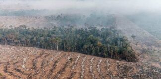 STF autoriza desapropriação de terras com desmatamento ilegal e queimadas criminosas. Decisão reforça princípios do direito ambiental e responsabilização de proprietário