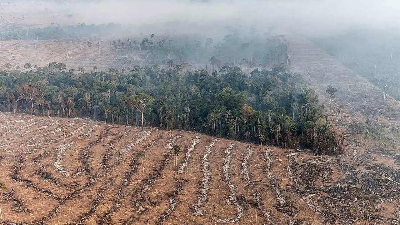 STF Autoriza Desapropriação por Crime Ambiental: Entenda os Impactos Jurídicos 1 STF autoriza desapropriação de terras com desmatamento ilegal e queimadas criminosas. Decisão reforça princípios do direito ambiental e responsabilização de proprietário