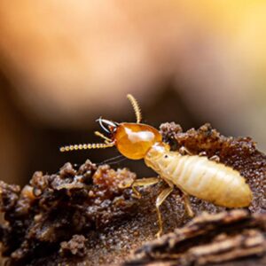 Cupins da floresta: destruidores ou construtores? Cupins da floresta: heróis da natureza ou pragas?