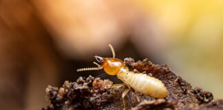 Cupins da floresta: heróis da natureza ou pragas?