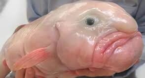 Peixes que andam, flutuam e viram memes na natureza