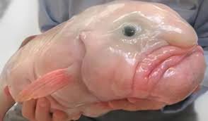 Peixes que andam e o estranho caso do peixe-bolha: Curiosidades aquáticas da Amazônia Peixes que andam, flutuam e viram memes na natureza