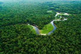 images-7 Microrganismos invisíveis que sustentam a floresta amazônica