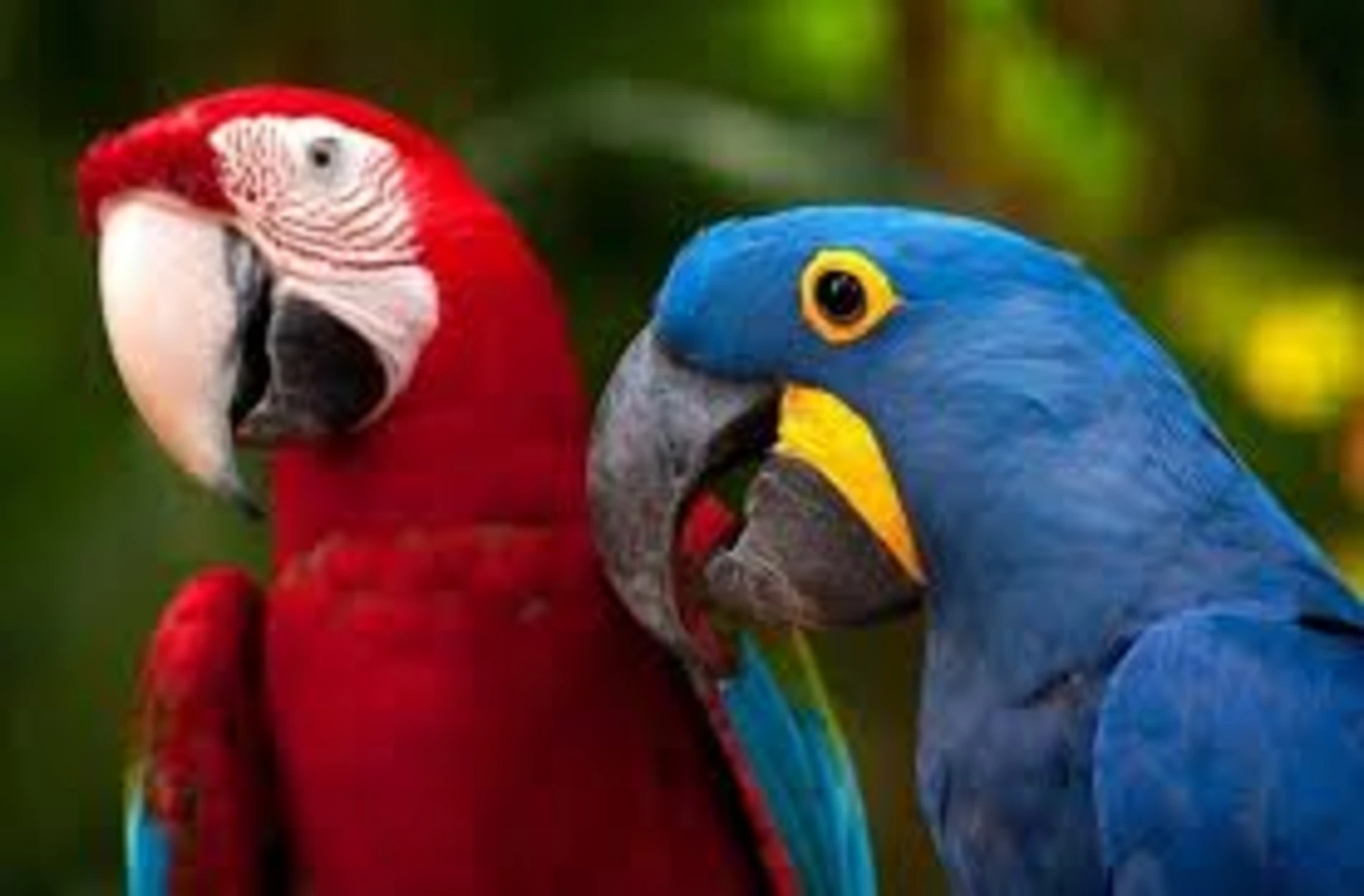 images-8 Animais sagrados da Amazônia e seus mistérios protetores