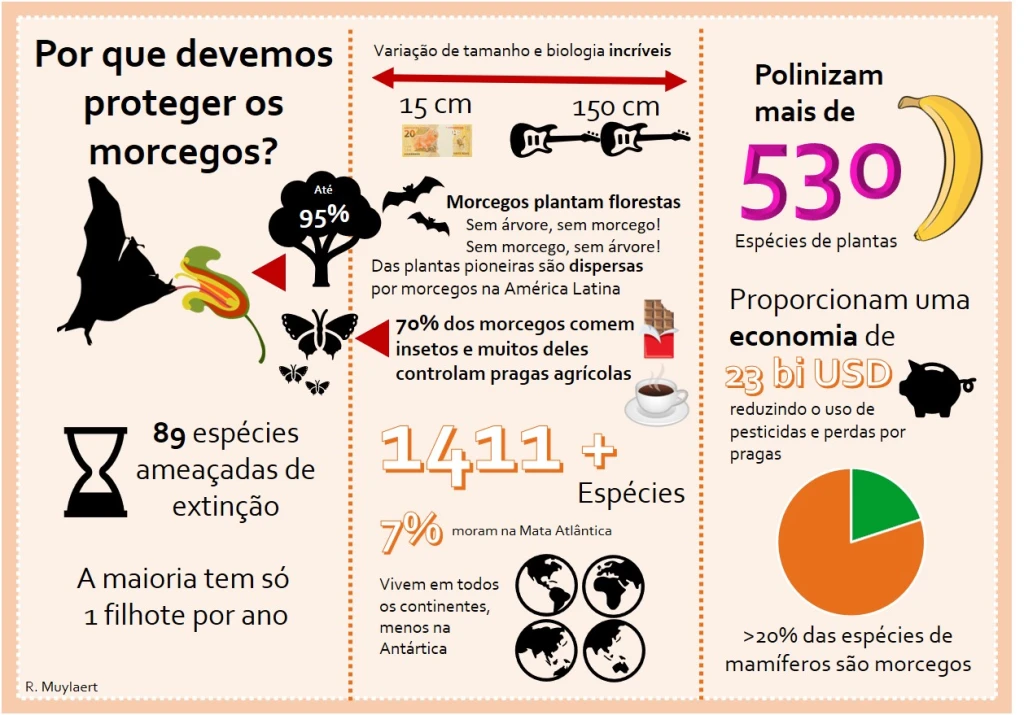 infografico_morcegos_canva_2020_06_d07_post Por que morcegos são fundamentais para o equilíbrio da floresta?