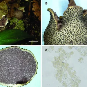 Engenheiros do solo sustentam a vida na Amazônia Engenheiros do solo sustentam a vida na Amazônia
