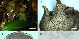 Engenheiros do solo sustentam a vida na Amazônia
