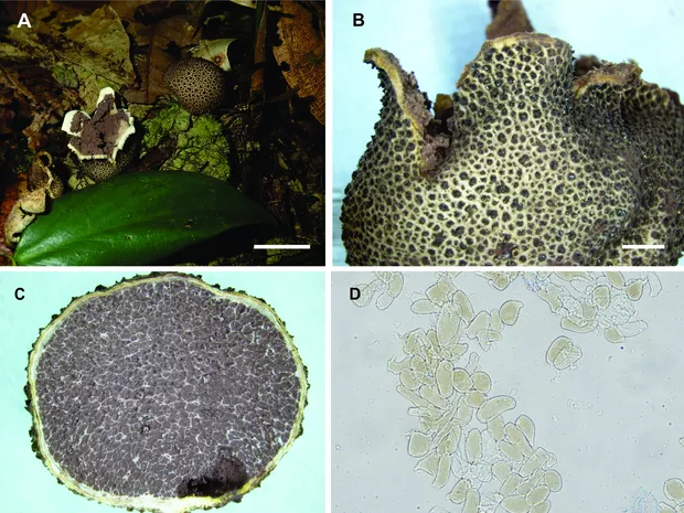 Engenheiros do solo sustentam a vida na Amazônia