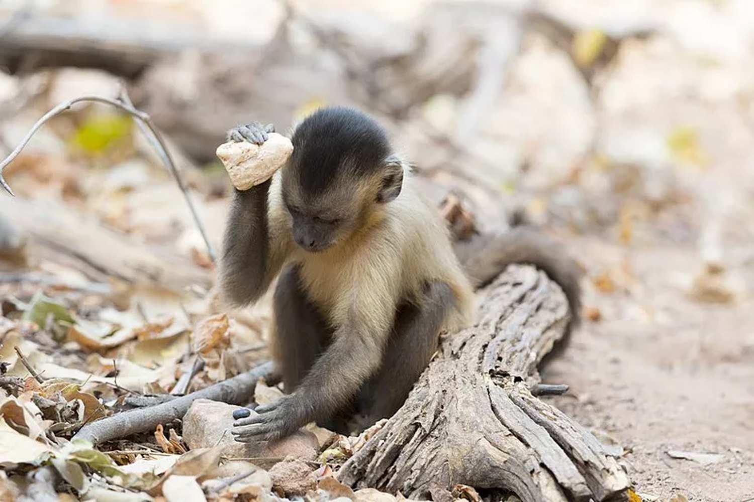 Macaco-prego sentado em uma árvore, segurando uma pedra na mão.