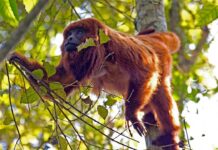 Cidades testam passagens aéreas de baixo custo contra morte de primatas Macaco-prego vermelho, com pelos avermelhados, sentado em um galho de árvore na floresta.