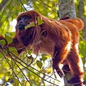 Cidades testam passagens aéreas de baixo custo contra morte de primatas Macaco-prego vermelho, com pelos avermelhados, sentado em um galho de árvore na floresta.