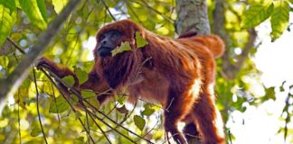 Cidades testam passagens aéreas de baixo custo contra morte de primatas Macaco-prego vermelho, com pelos avermelhados, sentado em um galho de árvore na floresta.