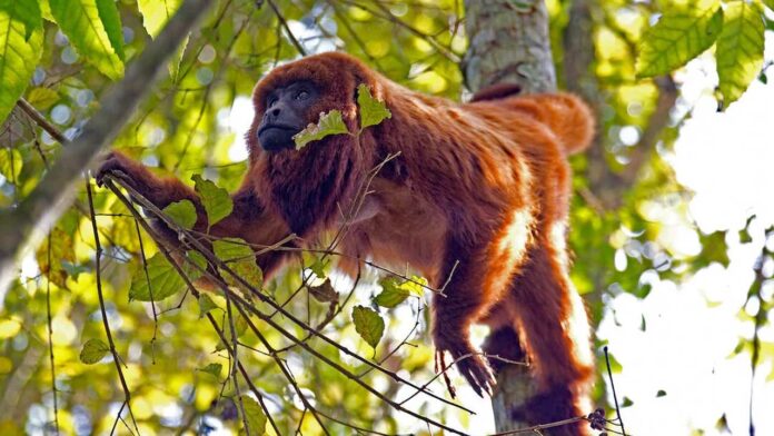 Macaco-prego vermelho, com pelos avermelhados, sentado em um galho de árvore na floresta.