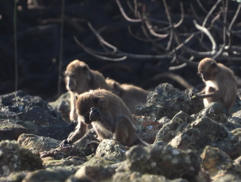 macaque_tool_use_custom-7af18bfeb563294eb5793aa07711bb57f84ebac2 Os incríveis Macacos fabricantes de ferramentas