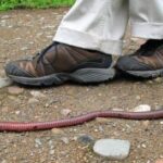 Minhocas gigantes da Amazônia: engenheiras do solo Minhocas de até 3 metros moldam o solo amazônico