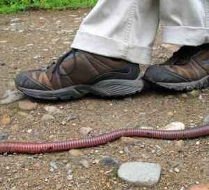 Minhocas gigantes da Amazônia: engenheiras do solo Minhocas de até 3 metros moldam o solo amazônico