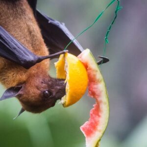 Por que morcegos são fundamentais para o equilíbrio da floresta?