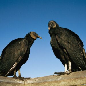 Por que os urubus são fundamentais para a saúde do ambiente? Por que os urubus são vitais para o meio ambiente