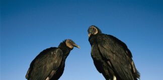 Por que os urubus são vitais para o meio ambiente