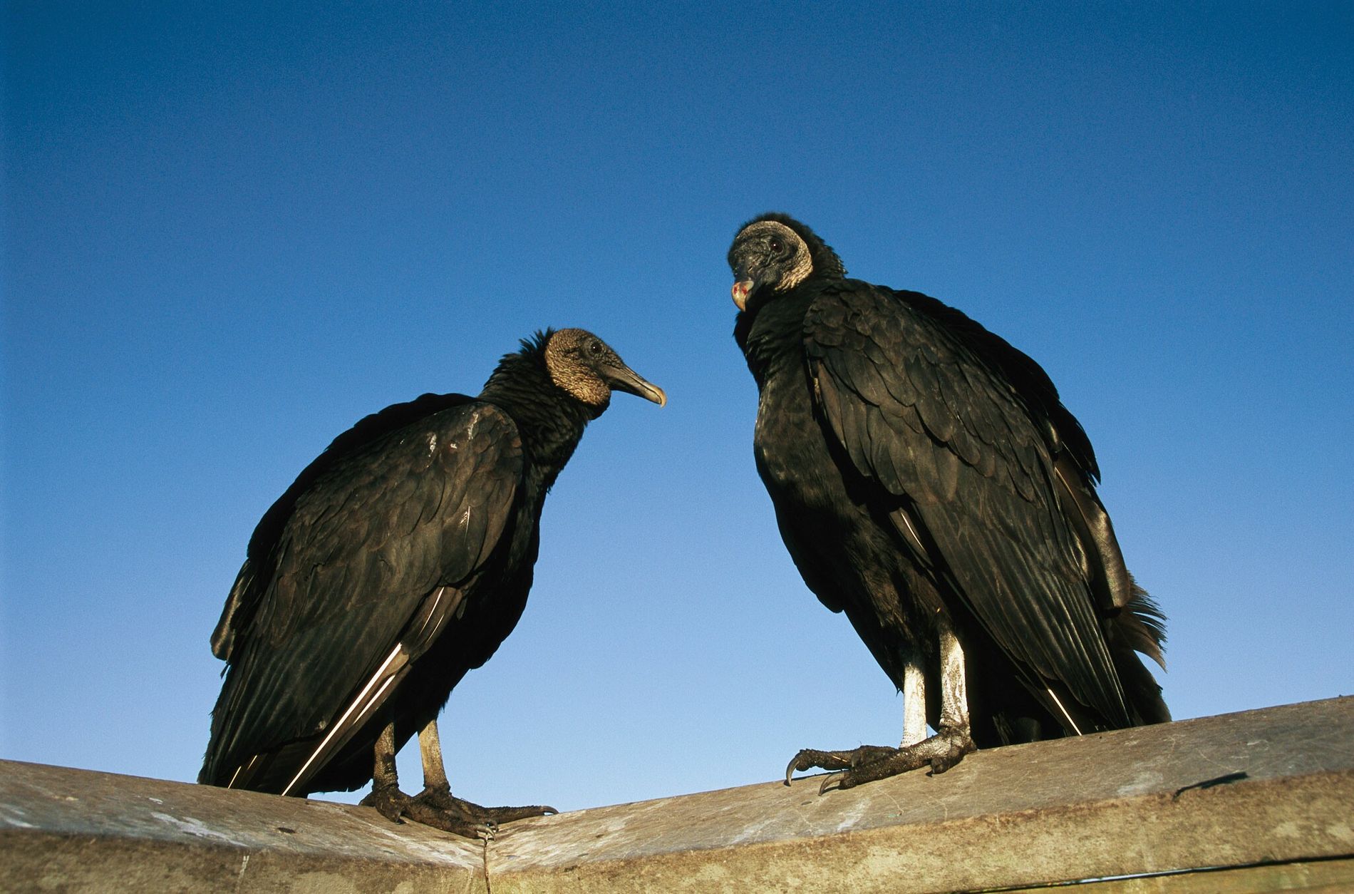 Por que os urubus são fundamentais para a saúde do ambiente? 2 Por que os urubus são vitais para o meio ambiente