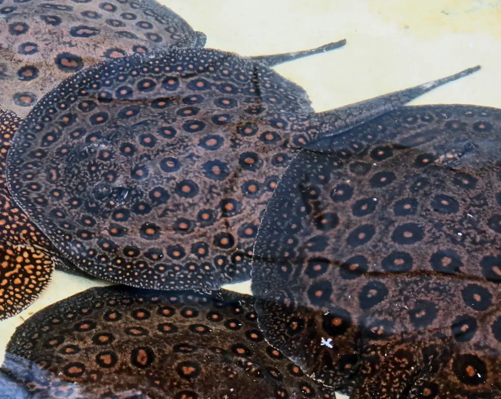 Arraia de água doce na Amazônia — hábitos e perigos