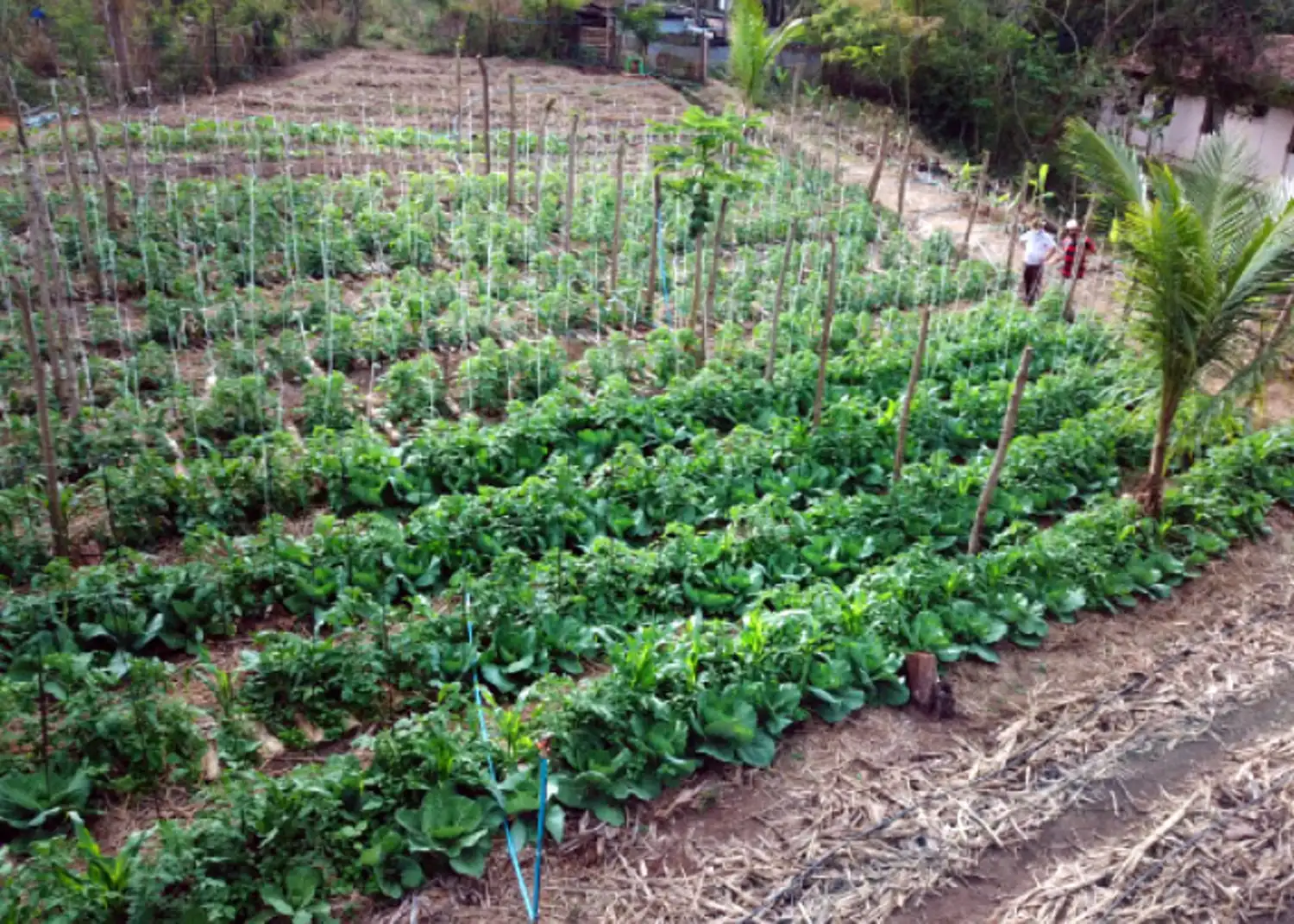 p-quintais Hortas Agroecológicas na Amazônia - Jovens Guardiões da Floresta Cultivam o Futuro