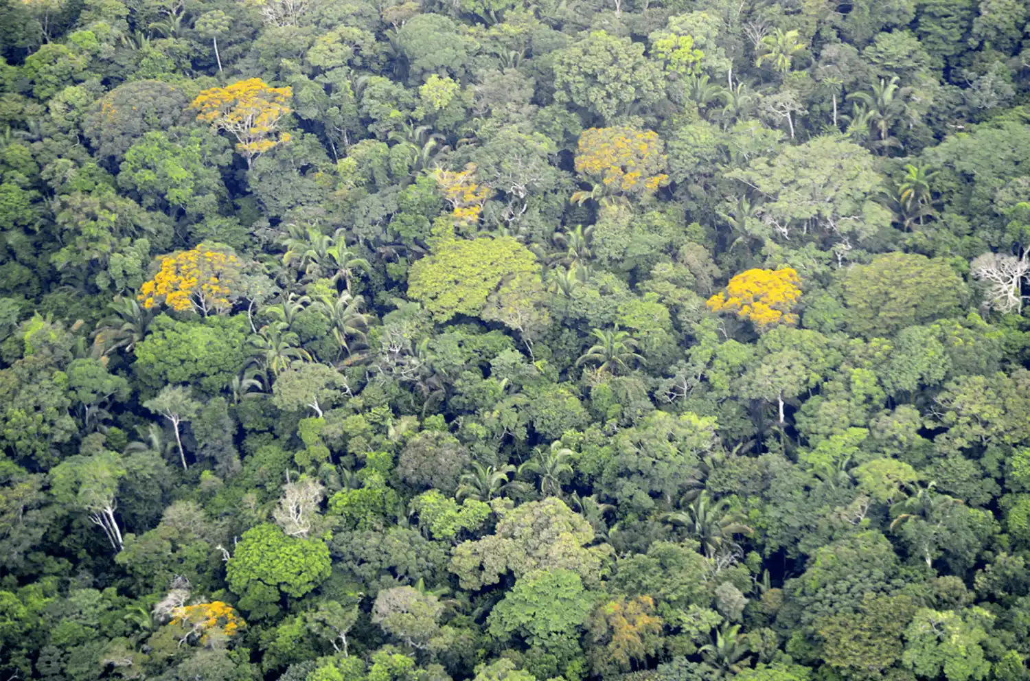 paisagens-socioculturais Raízes da floresta, como comunidades tradicionais protegem a Amazônia