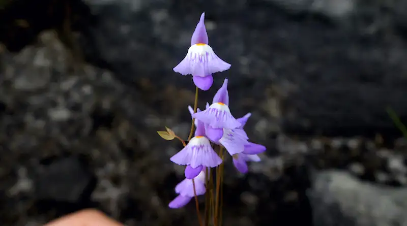 pesquisadores-identificam-novas-especies-plantas-carnivoras-da-amazonia-Utricularia-ariramba-foto-divulgacao Plantas carnívoras dos igarapés e suas armadilhas naturais