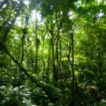 Árvores Sagradas da Amazônia