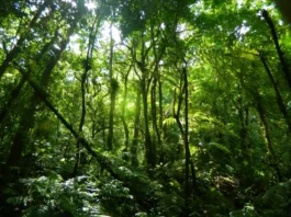 Árvores Sagradas da Amazônia