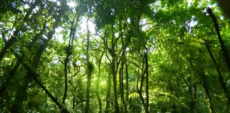 Árvores Sagradas da Amazônia