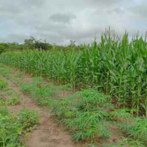 Roça Sustentável – Como a agricultura familiar multiplica produtividade com sustentabilidade Técnicas em plantações de milho, mandioca e feijão em um campo aberto, com um fundo de árvores.