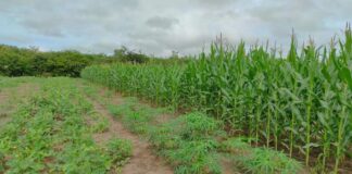 Técnicas em plantações de milho, mandioca e feijão em um campo aberto, com um fundo de árvores.