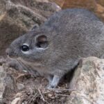 Rato boiadeiro, um roedor com pelagem cinza, deitado sobre rochas e olhando para a esquerda.