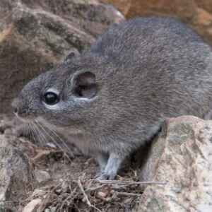 Rato boiadeiro: táticas geniais de um sobrevivente Rato boiadeiro, um roedor com pelagem cinza, deitado sobre rochas e olhando para a esquerda.