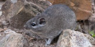 Rato boiadeiro, um roedor com pelagem cinza, deitado sobre rochas e olhando para a esquerda.