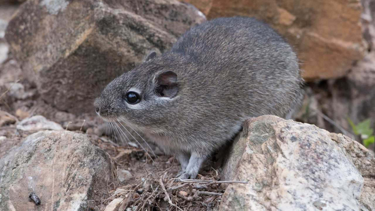 Rato boiadeiro: táticas geniais de um sobrevivente 2 Rato boiadeiro, um roedor com pelagem cinza, deitado sobre rochas e olhando para a esquerda.