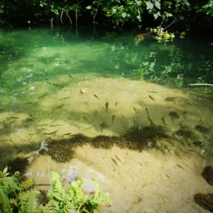 Peixes da Amazônia – Bioindicadores Aquáticos que Revelam a Saúde da Água Peixes da Amazônia revelam a saúde dos rios da floresta