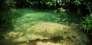 Peixes da Amazônia revelam a saúde dos rios da floresta