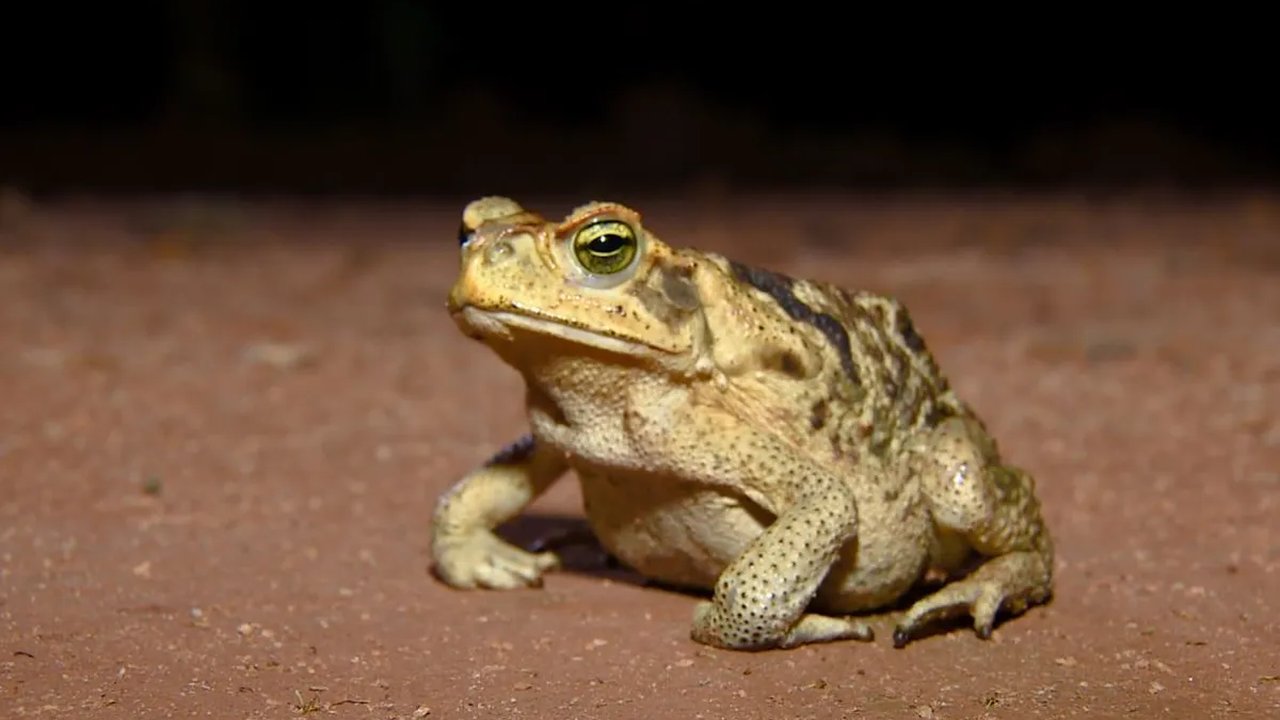 Sapo marrom com olhos amarelos olhando para a direita, sentado em um chão de terra marrom.