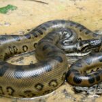 Sucuri, uma cobra gigante, enrolada em um ambiente natural, mostrando sua pele escamosa e padrões distintivos.