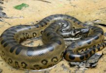 Sucuri, uma cobra gigante, enrolada em um ambiente natural, mostrando sua pele escamosa e padrões distintivos.