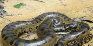 Sucuri, uma cobra gigante, enrolada em um ambiente natural, mostrando sua pele escamosa e padrões distintivos.