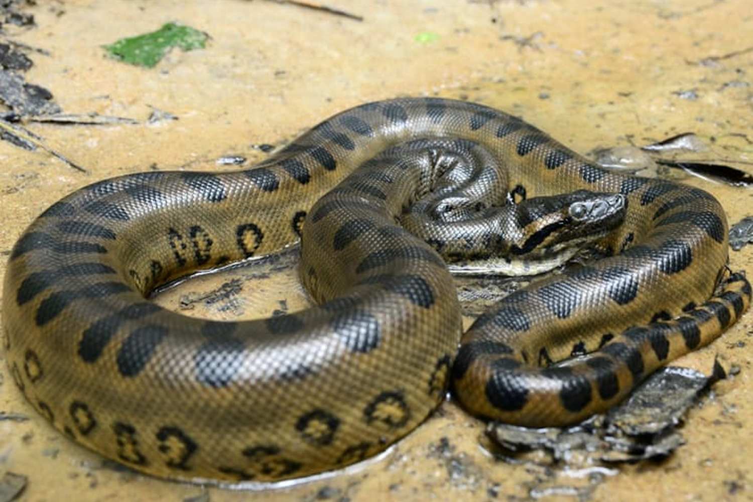 Sucuri, uma cobra gigante, enrolada em um ambiente natural, mostrando sua pele escamosa e padrões distintivos.