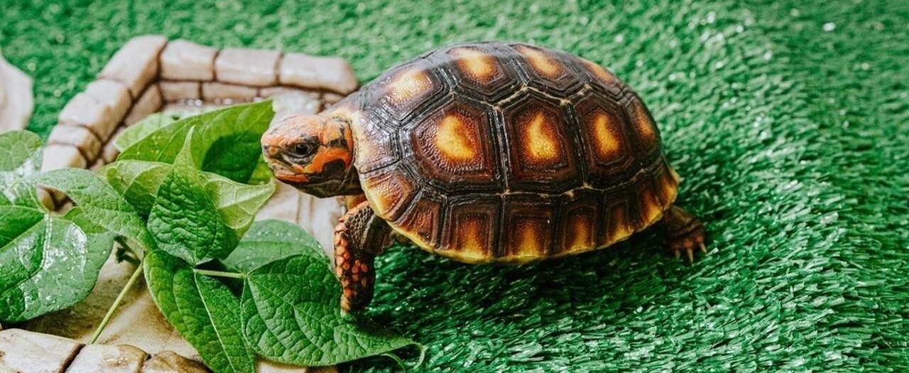 Tartaruga de patas vermelhas andando em grama artificial, com um pequeno lago de água e plantas verdes.