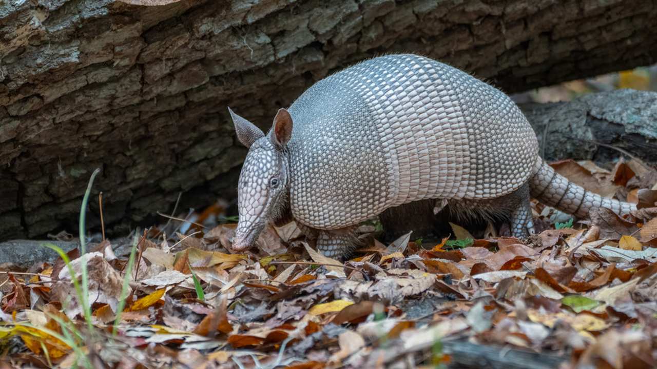 Tatu-galinha caminhando em folhas secas no chão da floresta, com tronco de árvore ao fundo.