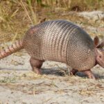 Tatu-galinha caminhando em um terreno arenoso com vegetação seca